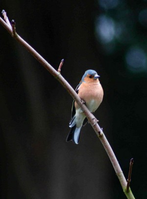 Male Chaffinch