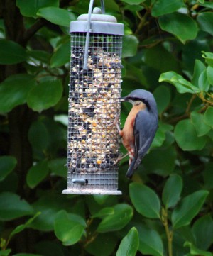 Nuthatch