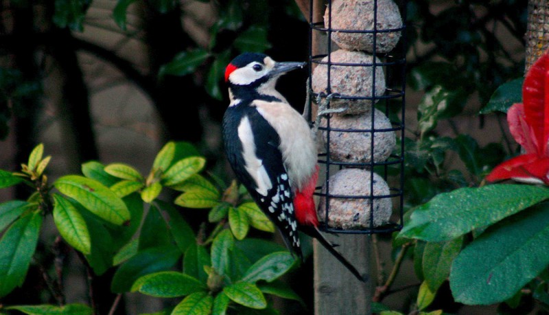 Male Greater Spotted Woodpecker